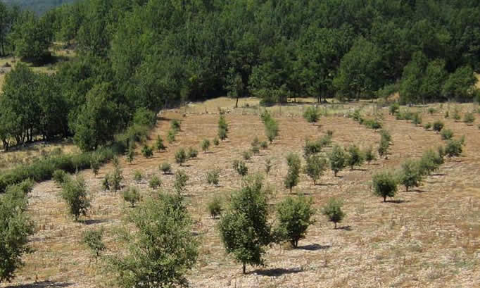 Φάρμα τρούφας, Δεμάτι, Ανατ. Ζαγόρι, Νομός Ιωαννίνων | Επιτυχής εμβολιασμός τρούφας σε τοπικά είδη δένδρων